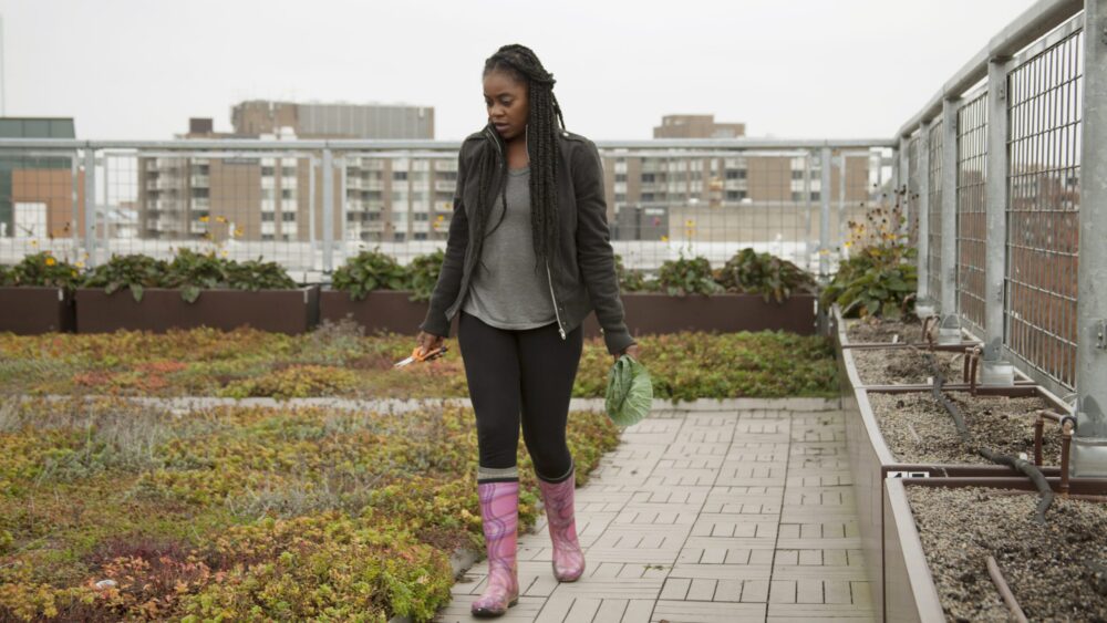 Woman harvests greens on a rooftop garden.