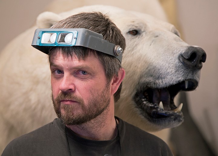 Taxidermist with a polar bear mount.