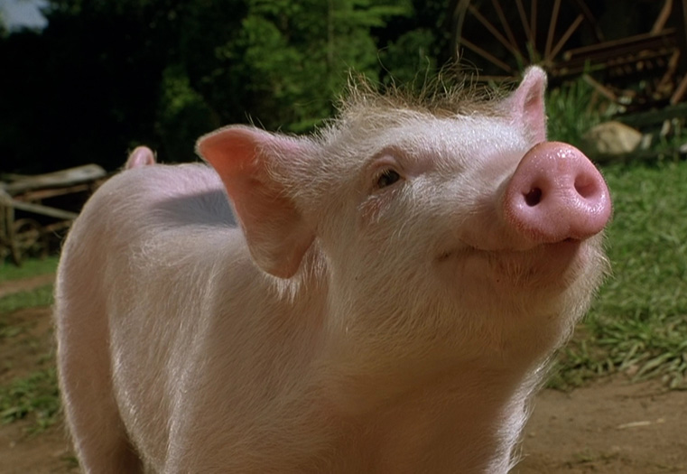 Babe, the adorable pink pig, looking up with a sweet smile.