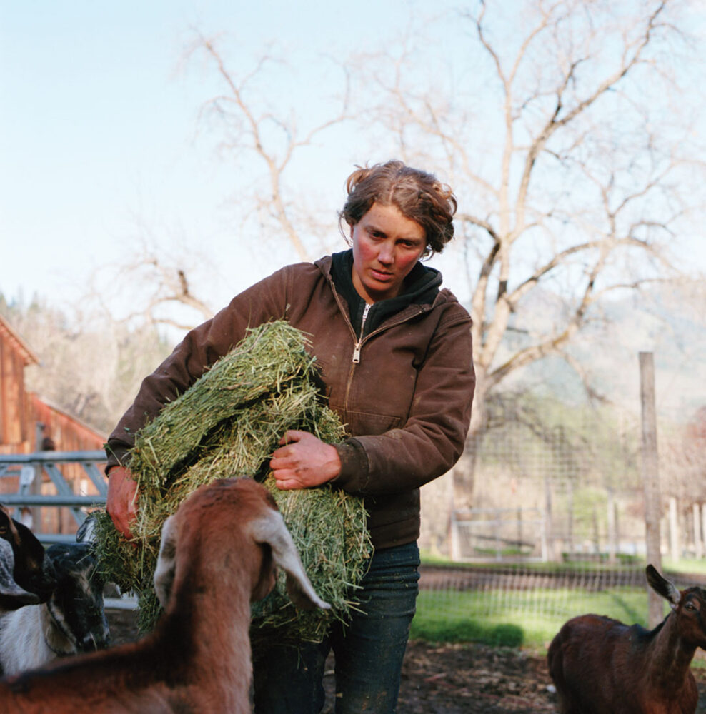 Farmer feeding goats hay on a rural farm. Boone blog content.