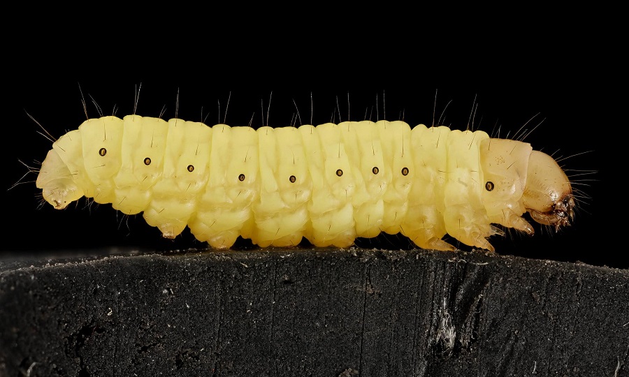 Yellow caterpillar with black dots and hairs on a dark surface.