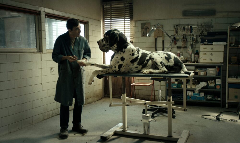 Dogman vet with a Great Dane on an examination table in a clinical setting.