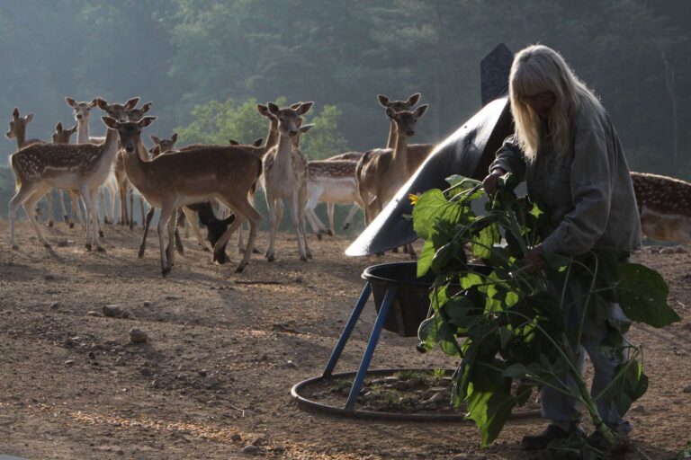 Woman feeding a herd of fallow deer. Doeville wildlife sanctuary.