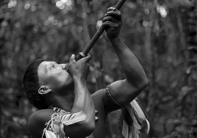Indigenous man blowing a dart through a blowgun in the Amazon rainforest.