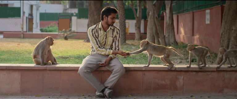 Man interacting with monkeys on a wall.