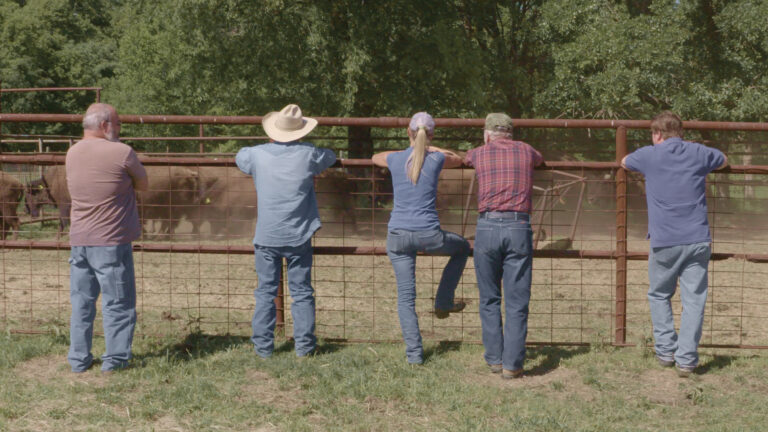 People watching cattle behind a fence.