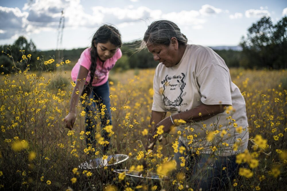 Native American woman and girl gather wildflowers in a field.