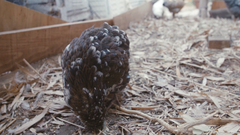 Speckled hen pecking in a chicken coop, foraging for food.