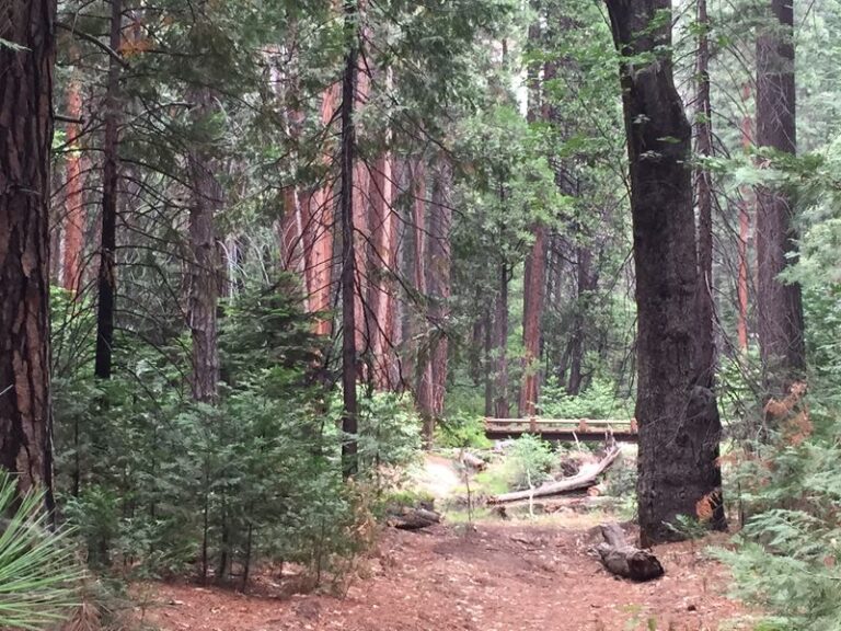 Forest scene with tall trees and a small bridge in the distance, evoking a sense of place.