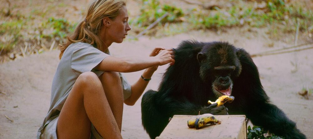 Jane Goodall gently interacts with a chimpanzee eating a banana, highlighting her research and conservation efforts.
