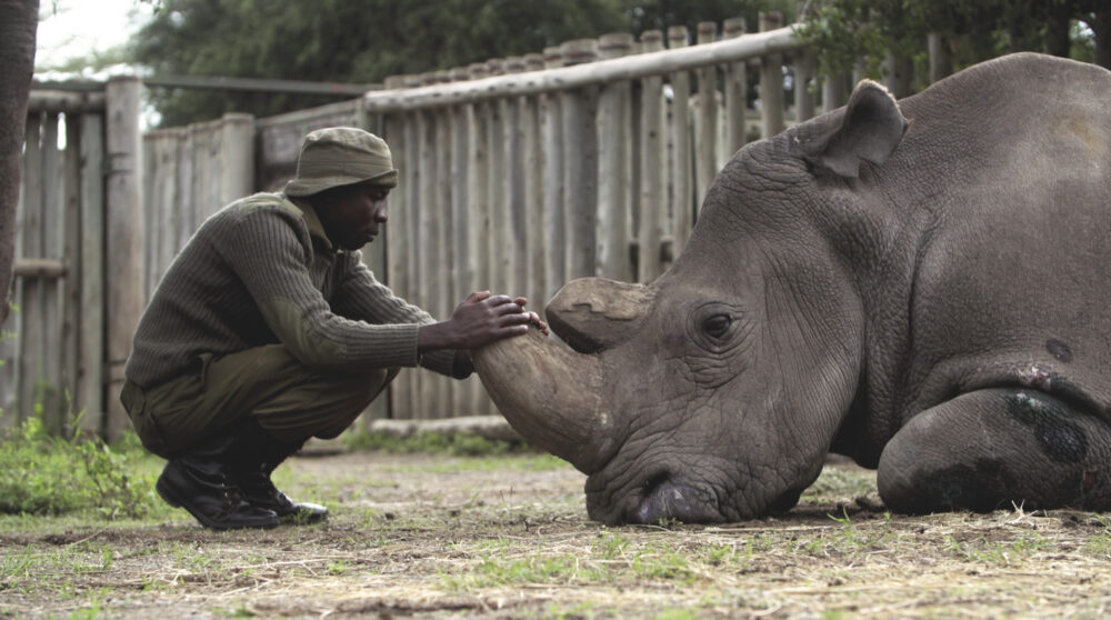 Man touching rhino horn at Kifaru sanctuary.