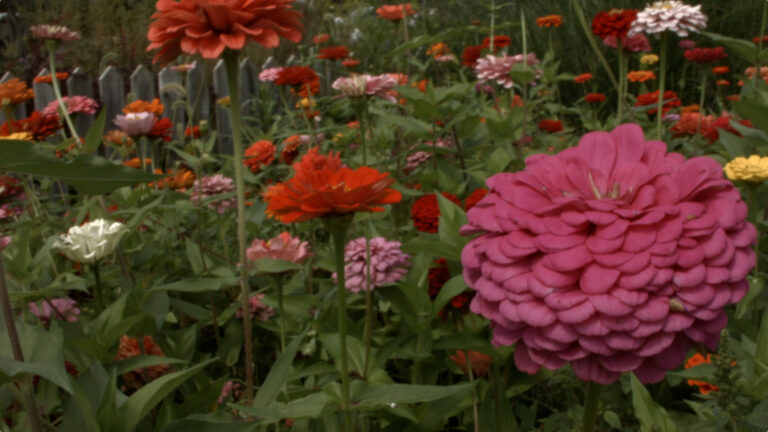 Colorful zinnias in a vibrant garden setting