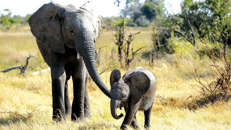 Baby elephant Naledi with its mother in a grassy field.
