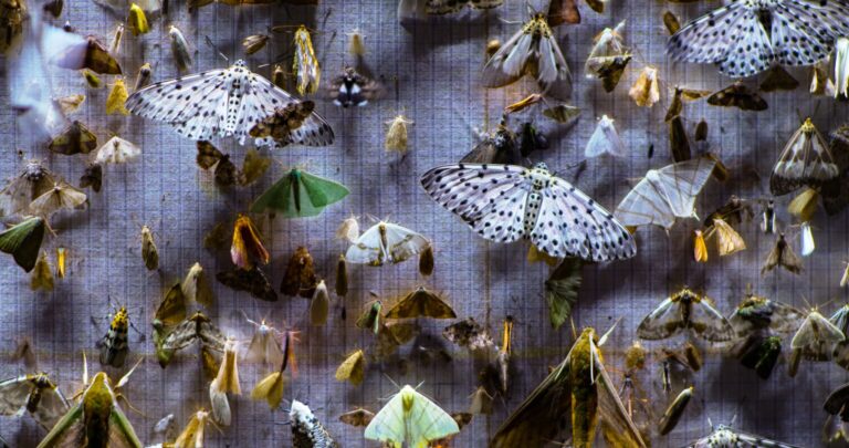 Moth collection display, various sizes and colors.