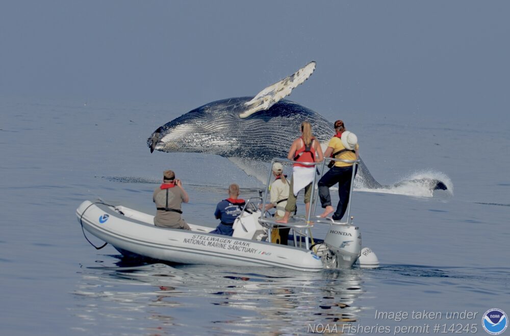 Humpback whale breaching near a Stellwagen Bank research vessel.