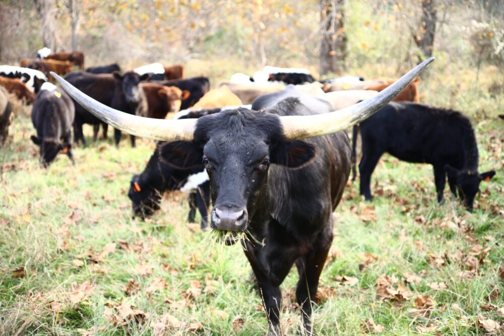 Texas Longhorn bull with massive horns grazing in a field with other cattle.