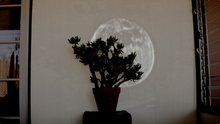 Jade plant in terracotta pot against a wall with moon-like light.