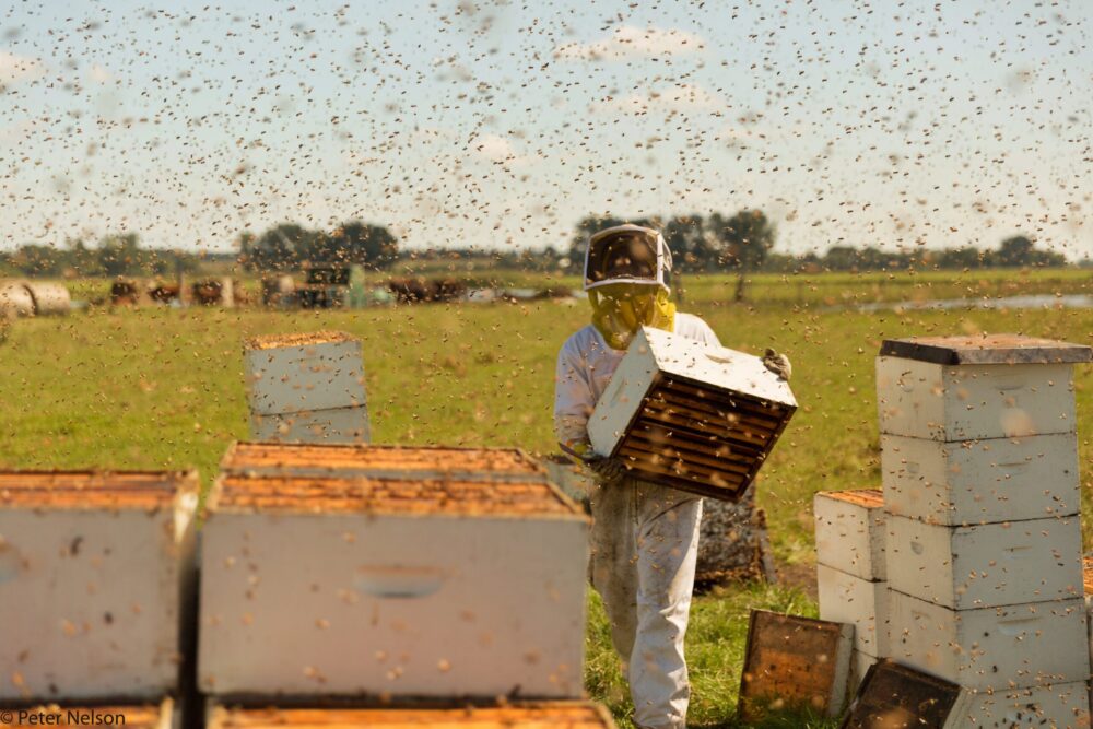 Beekeeper surrounded by bees, tending to hives in a field.