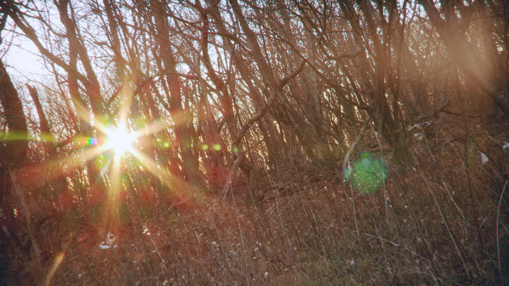 Sunlight streaming through bare trees in a forest, creating a lens flare.