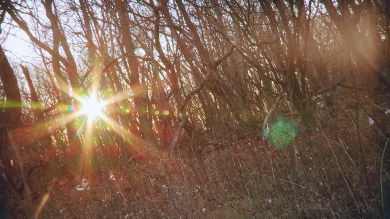 Sunlight streaming through bare trees in a forest, creating a lens flare.
