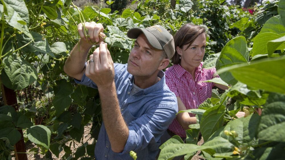 Farmers inspecting bean plants in a garden.