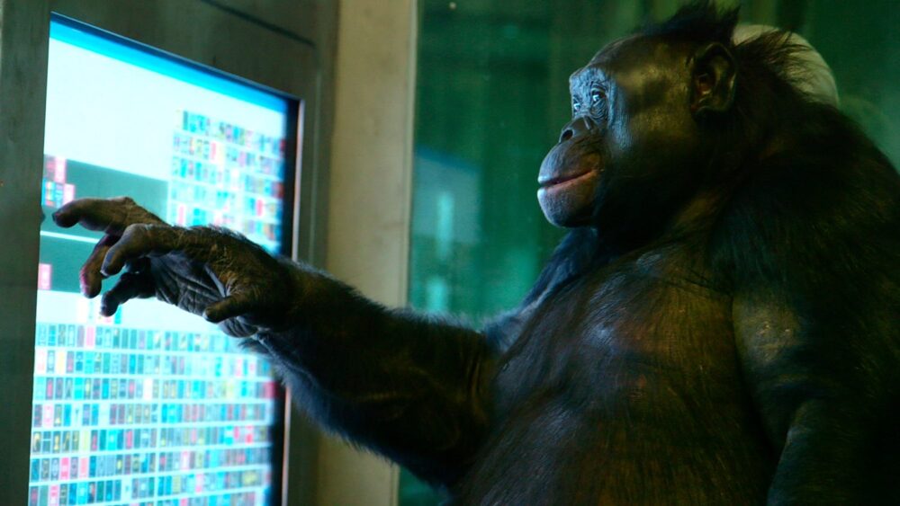 Bonobo using a touchscreen display, possibly related to animal cognition.