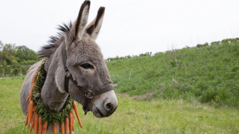 Donkey with carrot wreath in green field.