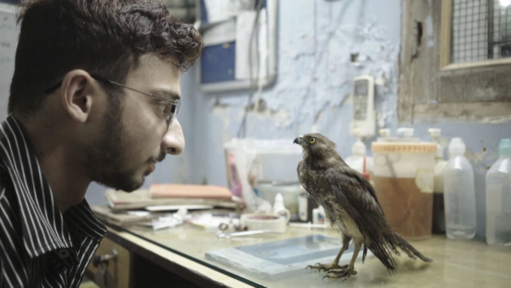 Young man intently watches a hawk perched on a table in a cluttered room.