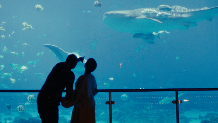 People at aquarium viewing whale shark and manta ray.