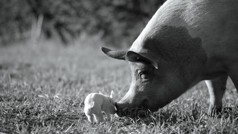 Piglet touching noses with its mother in a grassy field.