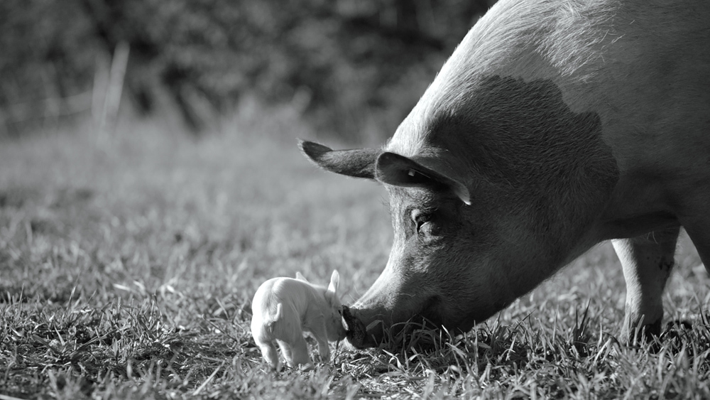Piglet touching noses with its mother in a grassy field.